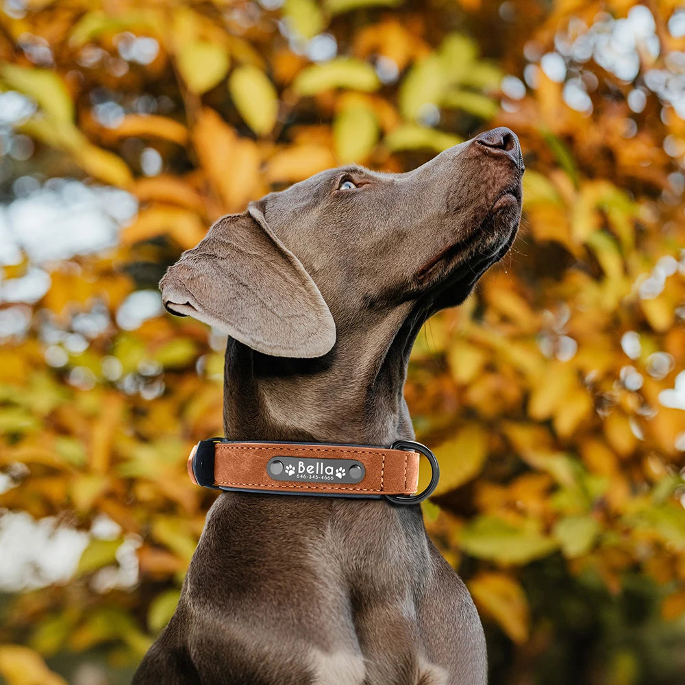 Free Custom Dog Collar Padded PU Leather Dogs Collars Engraved Pet ID Name Necklace Soft for Small Medium Large Dogs Pug Bulldog